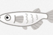 アクア民さん、流行のメダカ飼育を始めるも後悔してしまう・・・