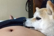 【画像】昼寝してるとうちの柴犬がお腹に顎を乗せてくる…かわいいwww