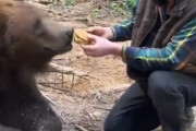 【動画】人間「ほら、食え」ヒグマ「えっビッグマックですか・・・？」