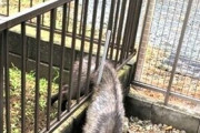 【悲報】ニホンカモシカさん、フェンスに挟まる・・・