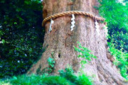 【悲報】神社の木怖すぎｗｗｗｗｗｗｗｗｗｗｗｗ