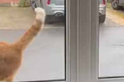 ネコが窓の外にいた。私が窓を開ける → 猫、バックオーライです…