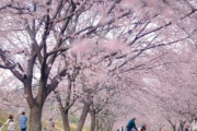 【ν速写真部】今年は花見行けなさそうなんでお前らの桜写真を貼って花見するスレ