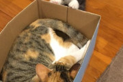 【ねこ画像】ザリガニにちょっかいを出す猫さん…挟まれないかヒヤヒヤしちゃいますねwww