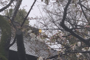 【速報】東京で桜が開花
