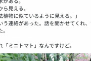 【悲報】警察官さん、「ミニトマト」を知らない