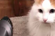 ネコに「掃除機」を近づけてみた。どうなるの？ → この世界には２種類の猫がいるようです…