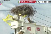 【兵庫】コウノトリが巣を作った電柱、人工巣塔に　淡路市が買い取り