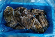 【悲報】生牡蠣３キロ、届く
