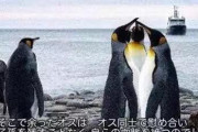 お前らコウテイペンギンっているやん？