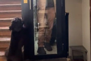 「初めて犬を飼ったけど、仕事から帰宅するたびにこんな風に出迎えてくれる…」エレベーター前で待ち構える様子