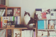【賃貸暮らし】本棚の購入に踏み切れない…本の収納どうしてる？