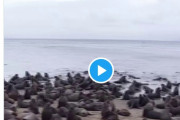 【前触れ】南米チリの海岸に「300頭以上のトド」が襲来