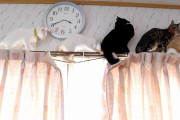 【ねこ動画】カーテンレールで渋滞【再】