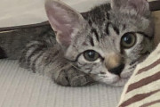 ねこ飼い始めてから彼女ほしいと思わなくなった