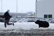 【ロシア】熊に襲われかけてダッシュで逃げる男性。めっちゃ早いｗｗｗ