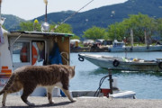 【ねこ画像】島のねこ、お寺のこねこ【再】