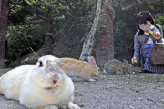 【広島】「ウサギの楽園」で野生ウサギ激減…コロナで観光客減り餌が少なく