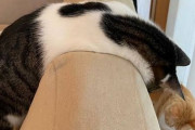 【画像】猫、液体になる