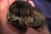 3日半愛情をたっぷり受けて生きた、顔を2つ持って生まれた猫　海外の反応