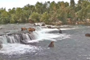 【動画】アラスカの熊がずっと魚を狙ってるライブ映像ｗｗｗｗｗｗｗｗｗｗｗｗ