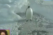 ワイが淡々とペンギンgifを貼り付けるスレ