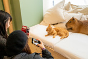 外国人「東京に猫とカピバラを同時に愛でられるカフェ登場！また日本へ行く理由が増えてしまった」