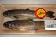 イワナはなんにも…