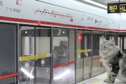 【技術】ペットの猫たちに地下鉄を作ってしまう動画がすごい。