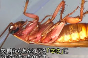 【天敵撃退】ゴキブリに超激辛グミ与えまくって最強のゴキブリを作ってる謎のYouTuberｗ
