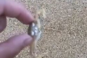 【動画】最速のカニ、いくらなんでも速すぎる。想像の10倍は速いｗｗｗｗｗｗｗｗｗｗ