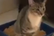 うまくできるかわからんけどやってみるわ。猫が初めての猫砂でトイレに挑戦。海外の反応