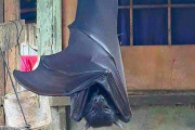 【画像】フィリピンオオコウモリ、ガチのマジでデカすぎる