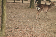 【朗報】奈良のシカ、遺伝子が唯一無二だった