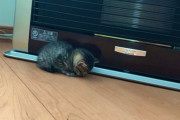 【悲報】わいのぬっこ、電源をつけてないファンヒーターでぬくぬくしてしまう…！