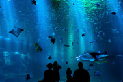 水族館好きなやついる？