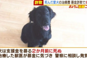 26歳の女『(既に死んでる)愛犬の治療費ください…』クラファンで185万円集める → 治療した獣医が気づいて通報して逮捕