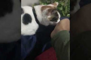 【超動画悲報】猫に屁を嗅がせた結果wwwwwwwwwwwwwwwwwwwwwwwwwwwwwwwww