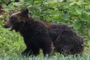 クマ駆除に対する抗議電話、もはや意味不明「武器を使うのは卑怯だ」「素手で対応しろ」