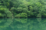 日本に未確認生物はいるのか？山奥とかにはマジでいそうだよな