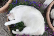 【ねこ画像】植物性ベッド、そとでごろごろ ほか【再】