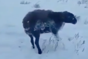 【動画閲覧注意】カザフスタンの動物たち、マイナス51℃程度で立ったまま凍ってしまう