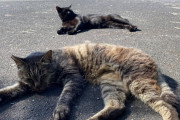 道路で猫が2匹倒れてた
