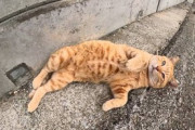 【画像】野良猫「ﾝﾅｧ～～～ﾝ…?」動物アレルギーワイ「…………………?」