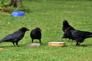 底辺社畜ワイ、公園でストロングと焼き鳥を齧り携帯をいじって過ごすも大量のカラスに目をつけられた結果ｗｗｗ