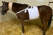 【競馬】（朗報）メイショウドトウ、開腹手術から生還