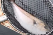 【動画】 「コロナで養殖魚２０万匹がダメになりそう。安く売るからカンパチと漁師を助けて！」 ⇒ カンパチは助かっていないと話題に
