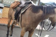 【画像】コンビニ駐車場に馬いた