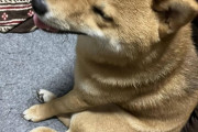 【画像】老犬に見える？
