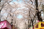 【愚者】目黒川で夜桜見物、渋谷では大騒ぎ、新橋では酔っ払い…「感染爆発」の警告がまるで他人事の人たち